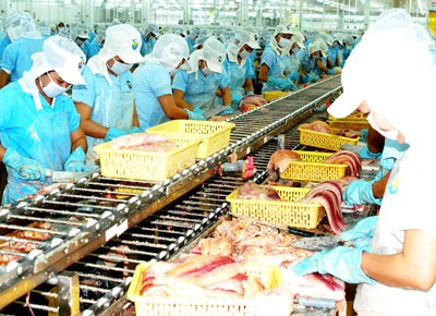 A tra fish processing plant in Ca Mau Province (Photo: SGGP) A tra fish processing plant in Ca Mau Province (Photo: SGGP)